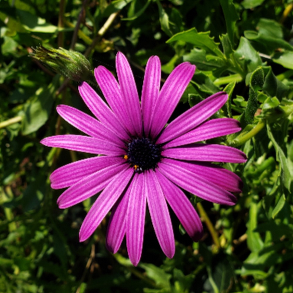 Meet your Posher, Bonnie